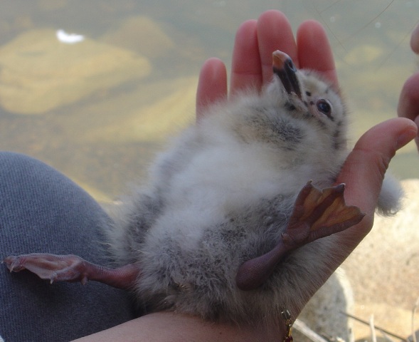 pullus di Gabbiano reale-Larus cachinnans