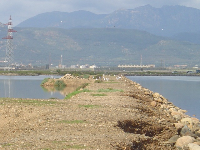 pullus di Gabbiano reale-Larus cachinnans