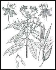 Asclepias fruticosa / Falso cotone