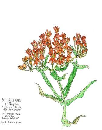 Asclepias fruticosa / Falso cotone