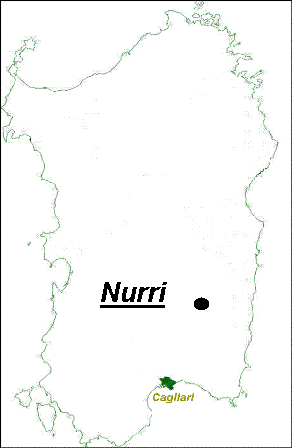 Trifolium incarnatum / Trifoglio incarnato