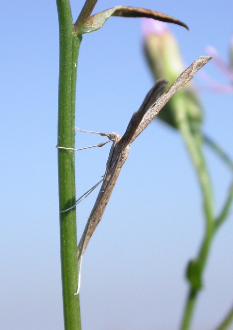 Agdistis bennettii... Aguzzate la vista