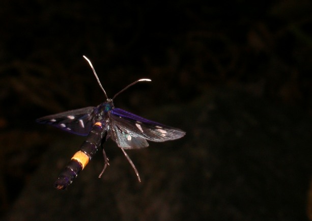 Amata phegea - il bruco coraggioso