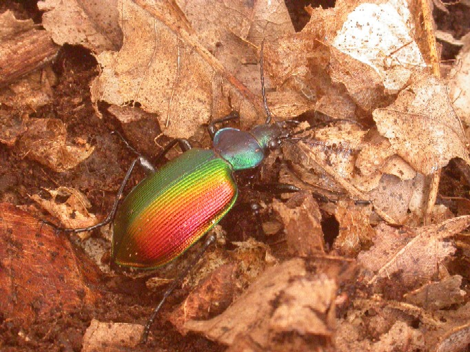 Calosoma sycophanta e C.inquisitor