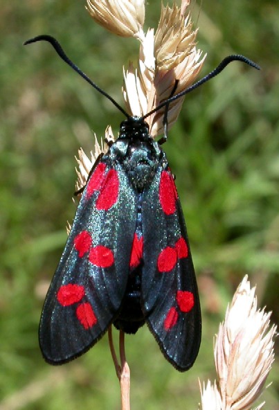 Zygaena filipendulae