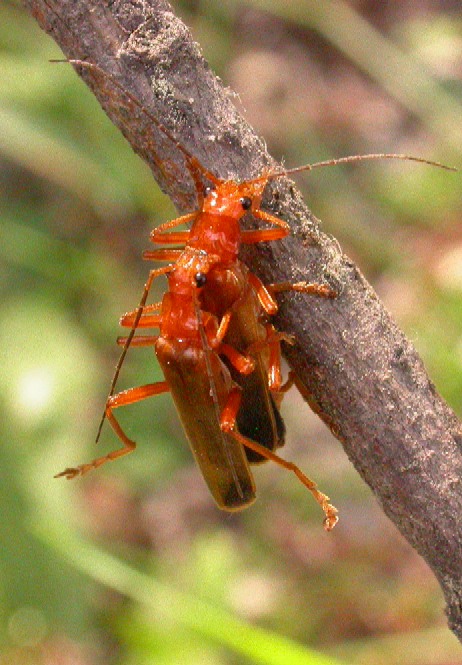 Rhagonycha translucida?