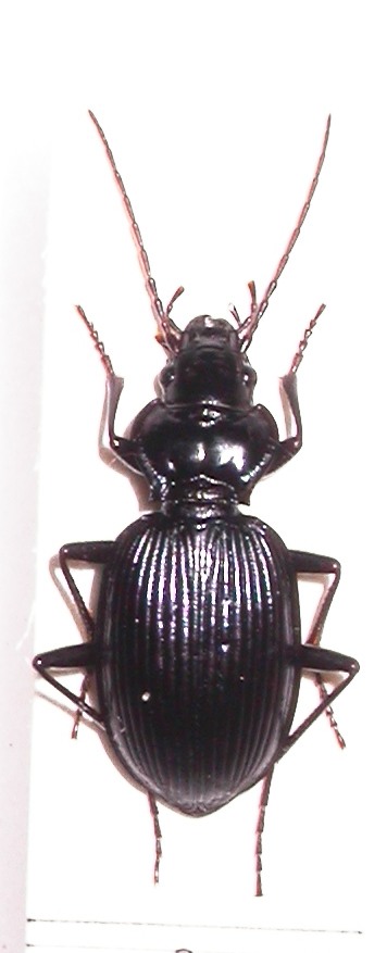 Nebria kratteri :  grotta a circa -80 metri