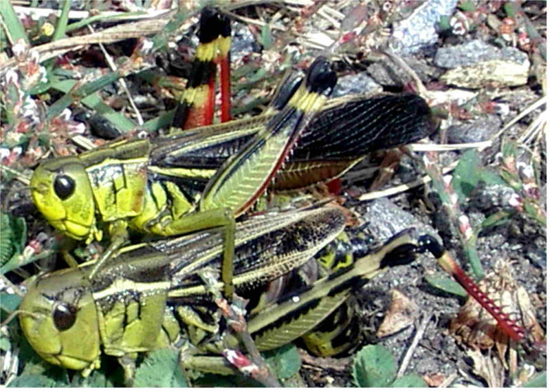 cavallette ... giocherellone (Arcyptera fusca)