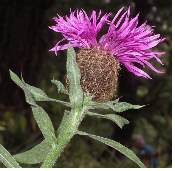 Centaurea uniflora / Fiordaliso unifloro