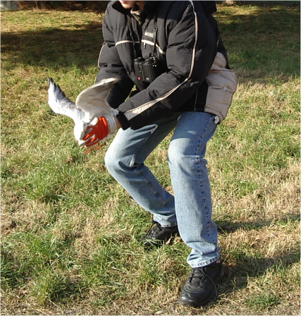 storia di un salvataggio di un piccolo gabbiano