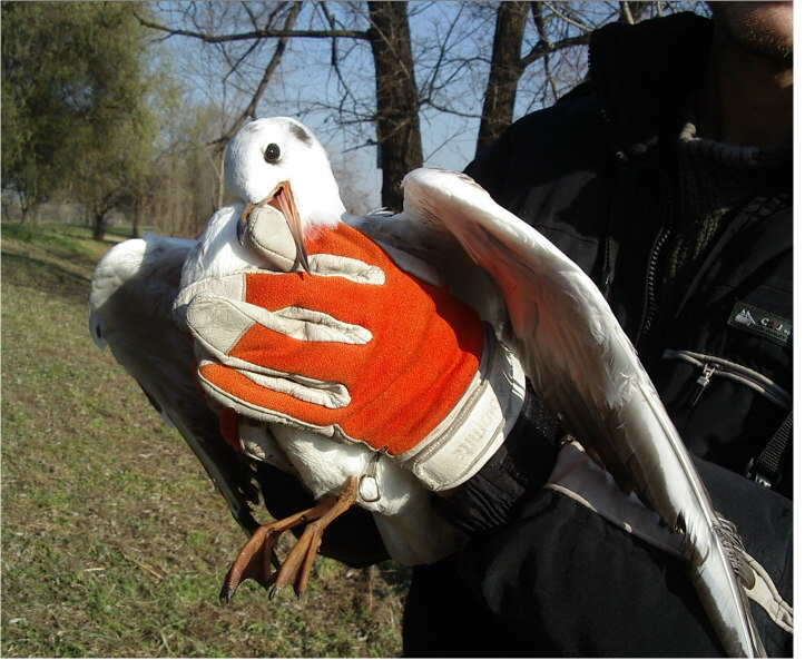 storia di un salvataggio di un piccolo gabbiano