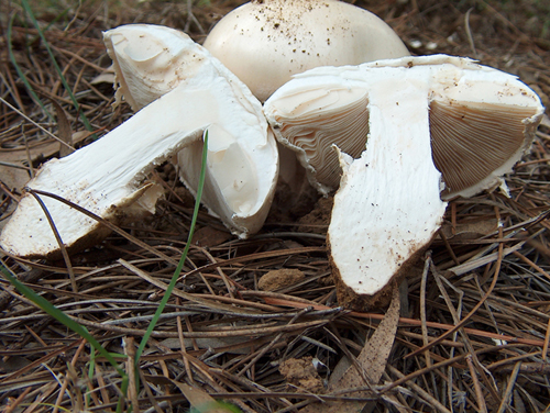 Amanita ovoidea