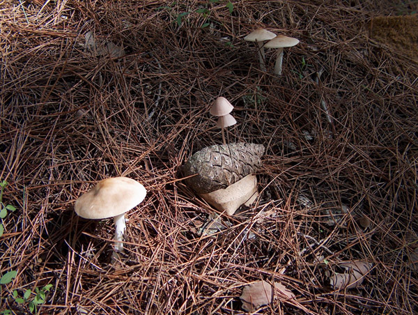 Nei boschi di Aidone (EN)