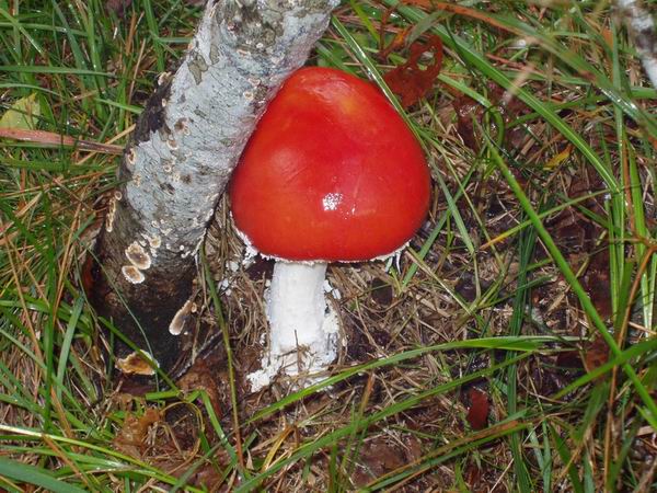 Amanita muscaria