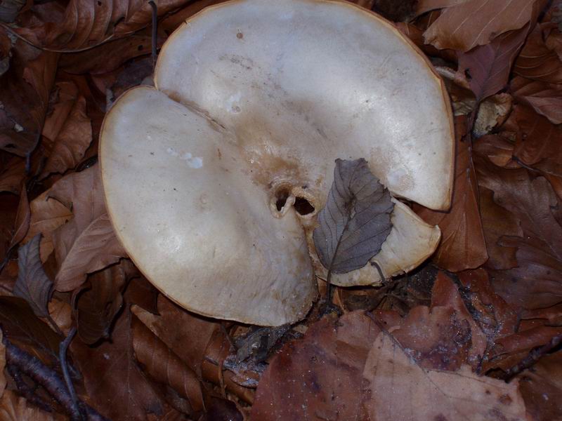 Russula sp.?