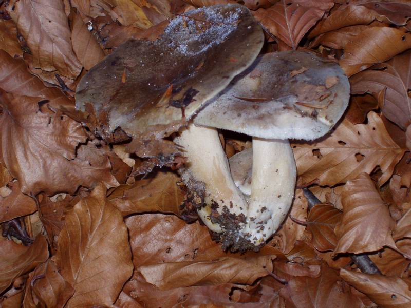 Russula sp.?