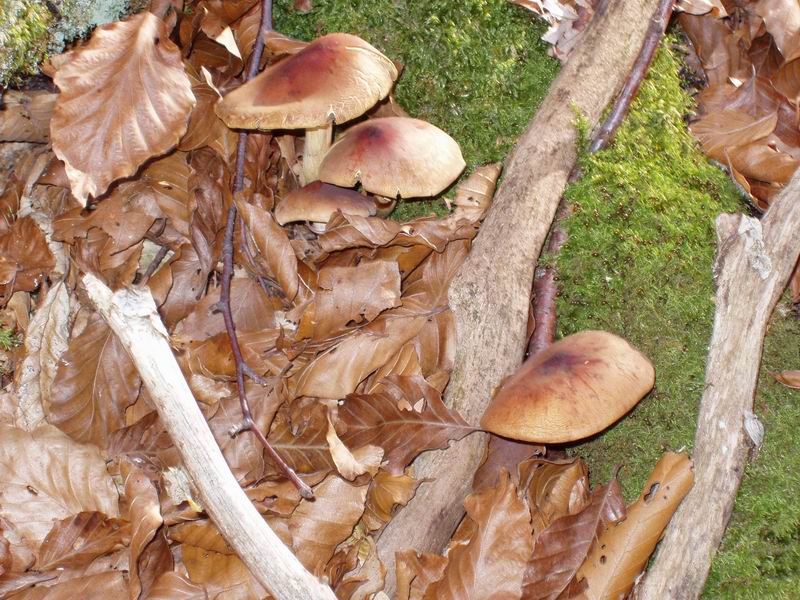 Hypholoma sublateritium