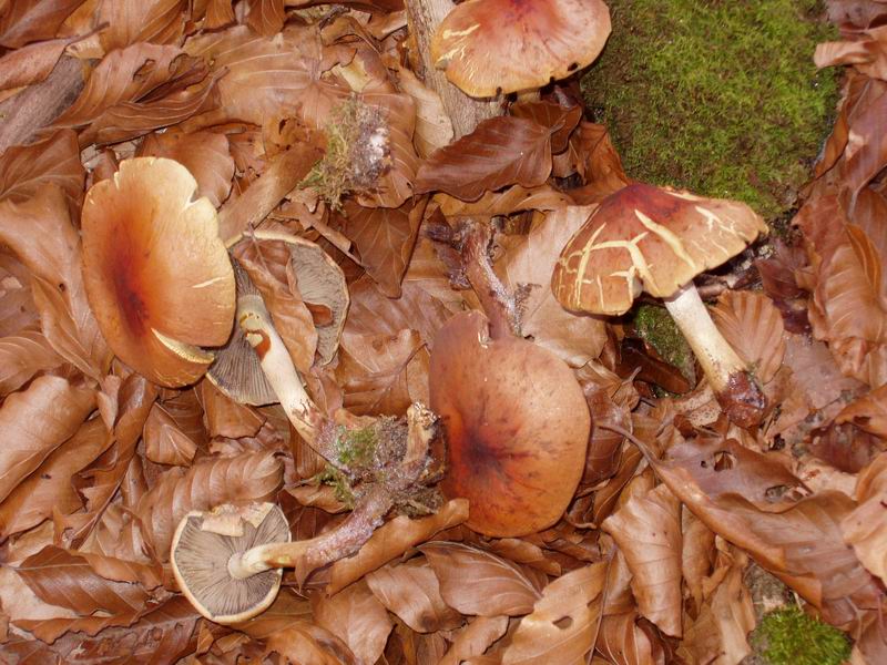 Hypholoma sublateritium