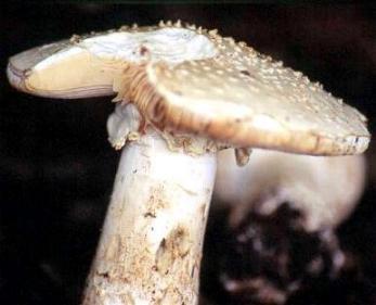 Clitocybe nebularis e ??