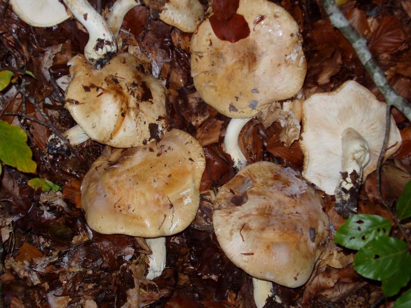 Tricholoma acerbum