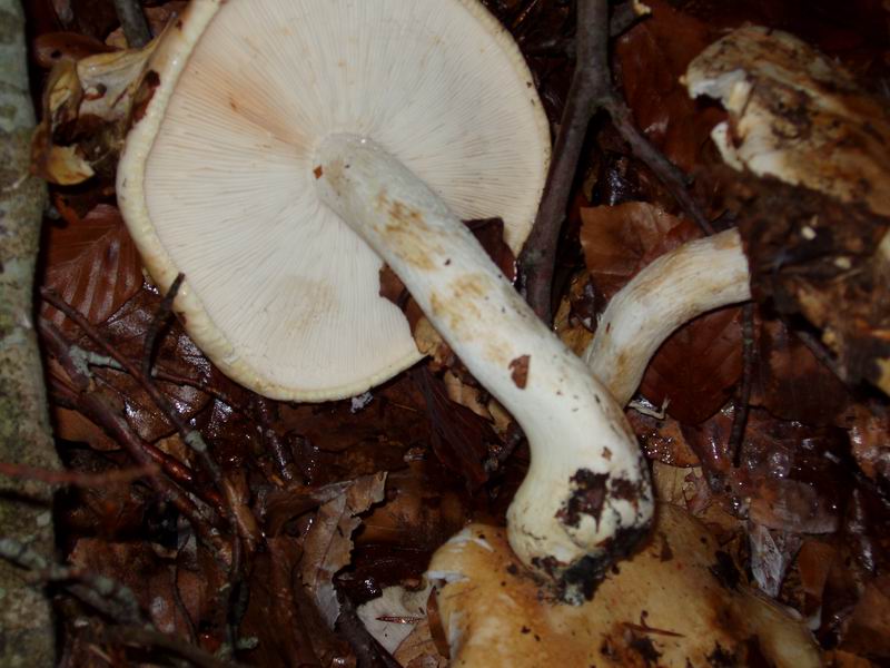 Tricholoma acerbum