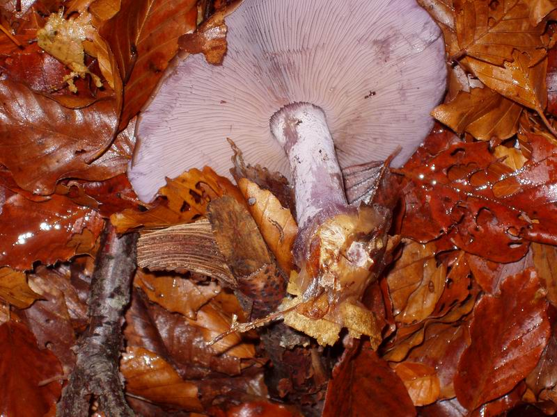 Clitocybe nebularis e ??