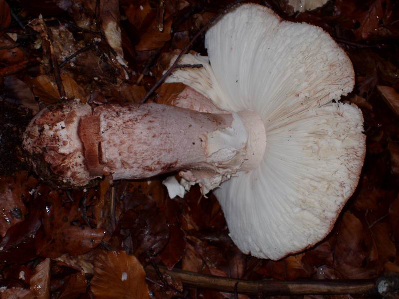 Clitocybe nebularis e ??