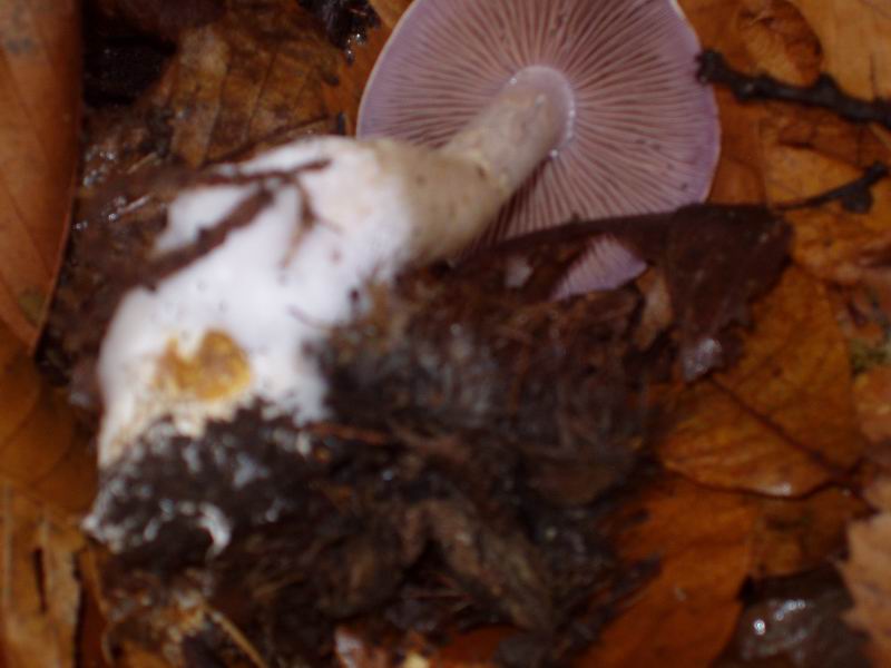 Cortinarius  gruppo azureus-myrtillinus??