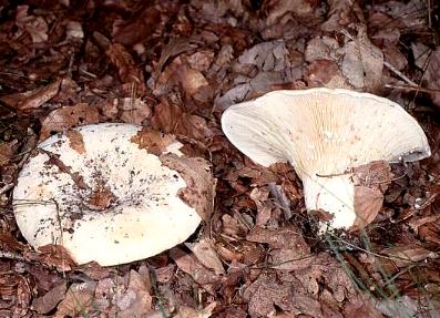 Russula delica