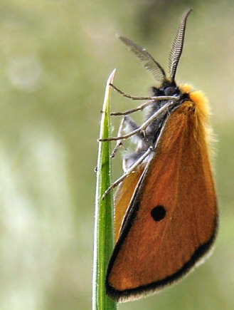 Heliothea discoidaria