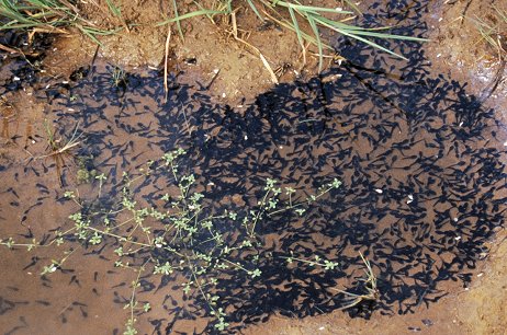 Domanda: confronto dei girini delle diverse specie