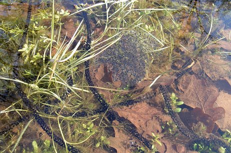 Domanda: confronto dei girini delle diverse specie