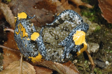 Bombina pachypus.......