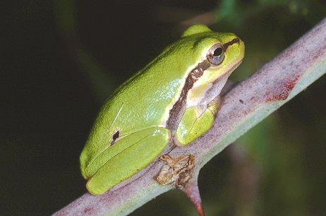 Hyla intermedia