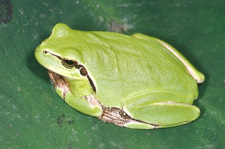 Hyla intermedia