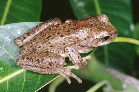 Hyla intermedia