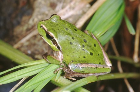 Hyla intermedia