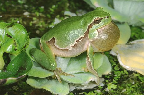 Hyla intermedia