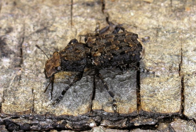 Coleottero Anthribidae: Platyrhinus resinosus