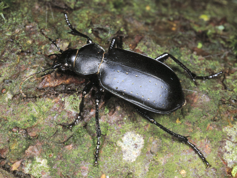 Calosoma maderae