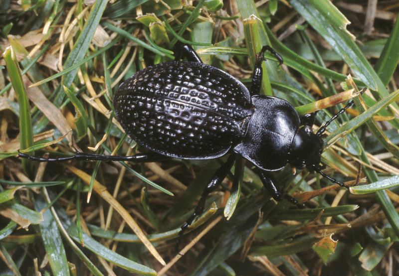 Carabus cavernosus variolatus