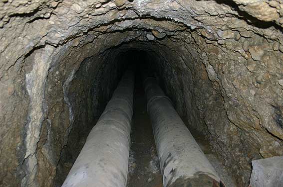 qualche animaletto dalle grotte