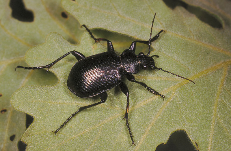 Calosoma sycophanta e C.inquisitor