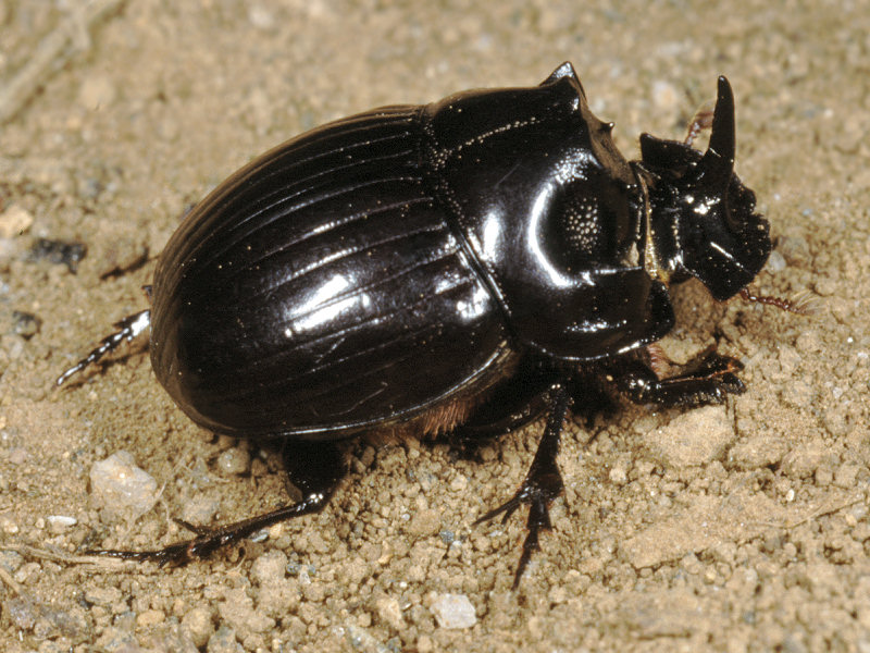 Copris hispanus e Scarabaeus sacer