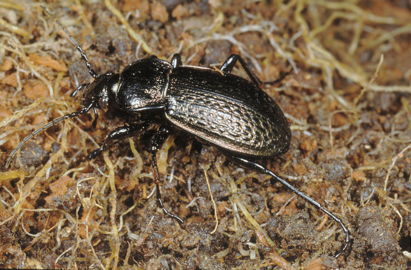 Carabus morbillosus