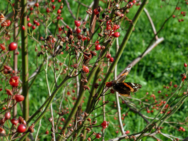 Rosso d''autunno