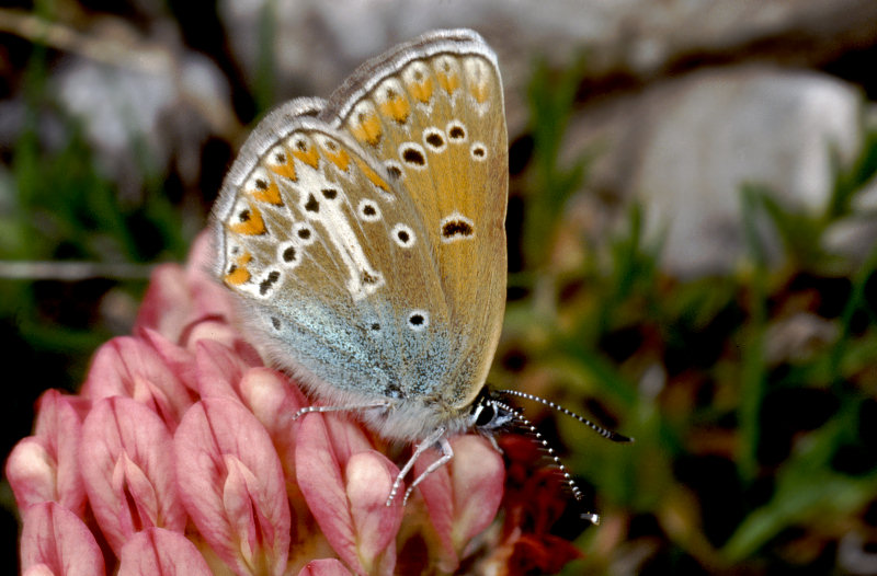 I tesori delle Madonie: Aricia eumedon (Lycaenidae)