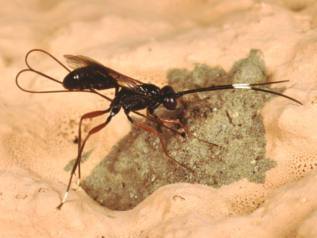 Ichneumonidae