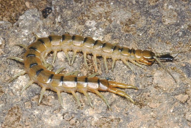Julida sp.,  Polydesmus sp. e Scolopendra cingulata)