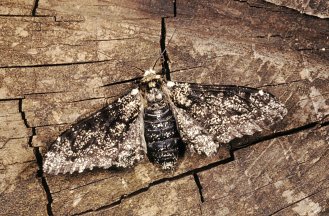 Biston betularia (normale e melanica)